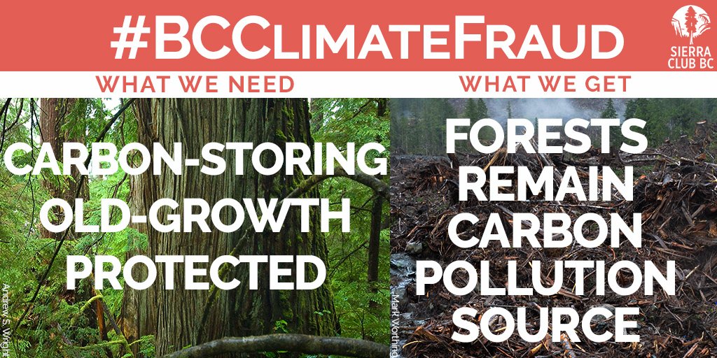 SierraClubBC's tweet photo. #BCClimatePlan to plant baby trees a farce. Protecting #oldgrowth is better #BCClimateFraud https://t.co/32JnqTb9GC https://t.co/AU7UISoHu6