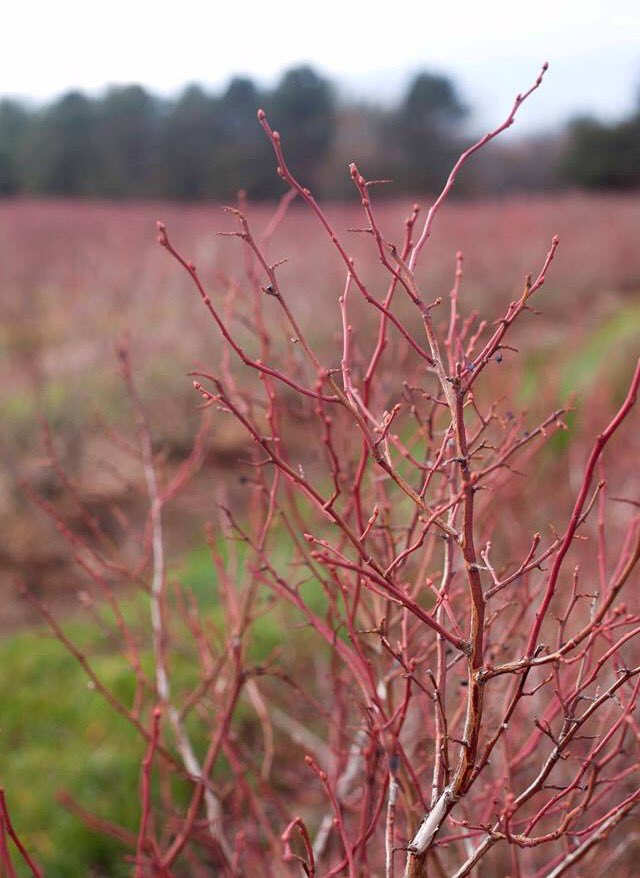 Our bushes have turned red &amp; set their buds that will be our berry crop next year #WilmotOrchards #BehindTheTractor