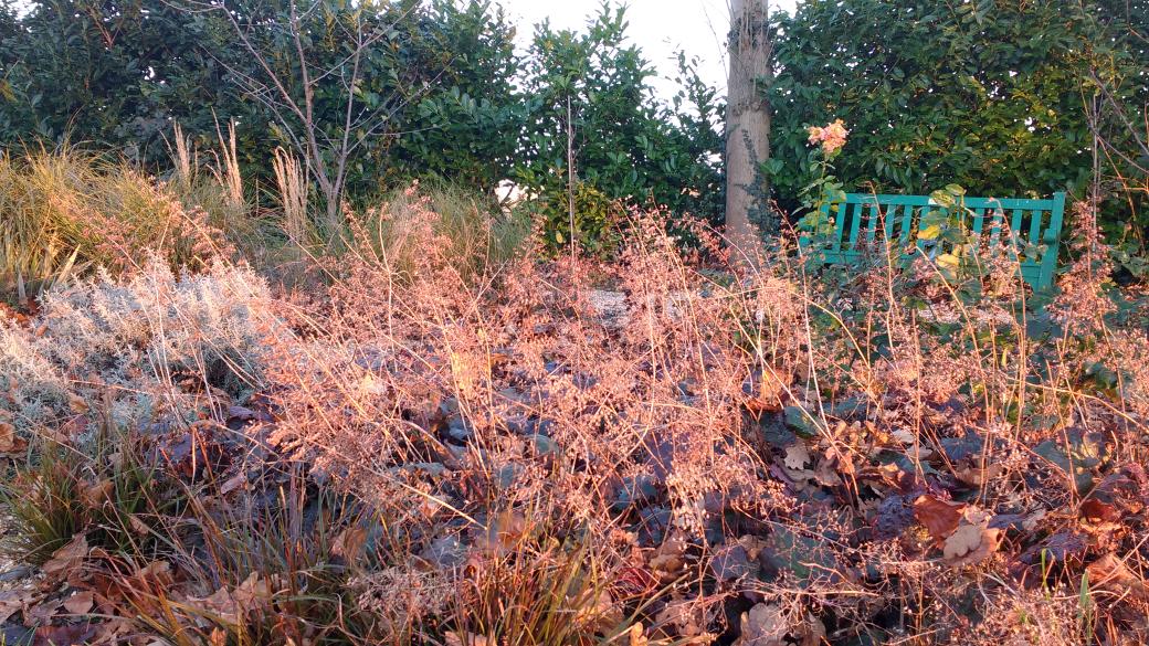 geoff1764's tweet photo. #modernslaverygarden plants rearranged and thriving in their new location. #naturalplanting #naturescapes #wildgardening #askthequestion https://t.co/jumcHhIOex