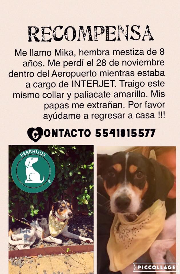 MediaMacaMedios's tweet photo. Es tan irresponsable la acción de @interjet ! Como pueden volar con sus perros si la aerolínea es fatal! #interjetencuentraamika https://t.co/iaTo9vLabt
