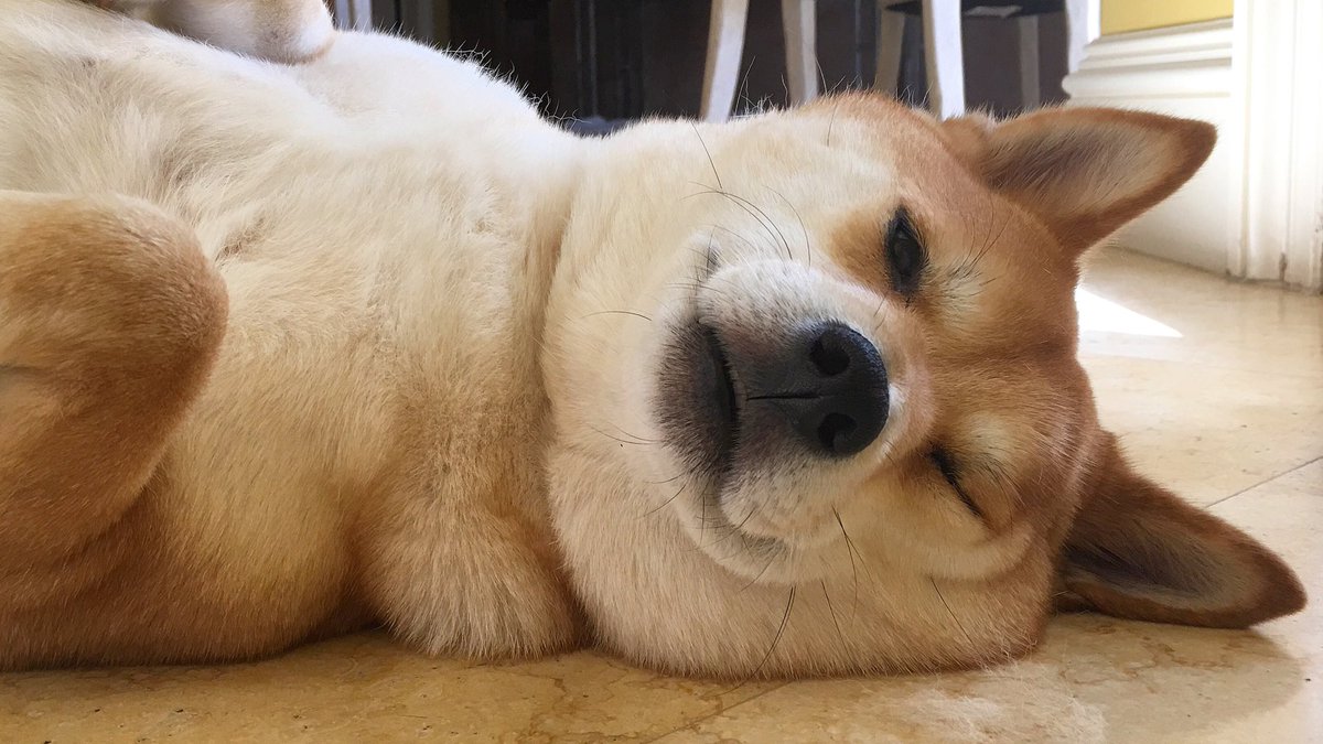 Find your perfect adoptable #pet or search for local pet services!

leashyourself.com/advanced-search

#tech #startup #website #adoption #dogs #shiba