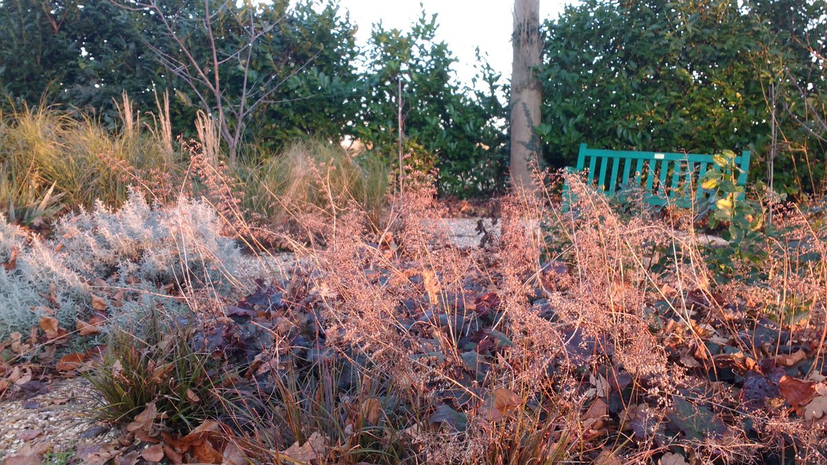 geoff1764's tweet photo. #modernslavery garden plants thriving in their new location #naturalplanting #askthequestion https://t.co/QYZLXiEnvx