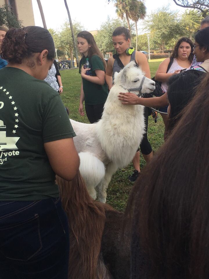 melcorb_'s tweet image. USF has llamas to pet outside of our library for finals, please try and top that