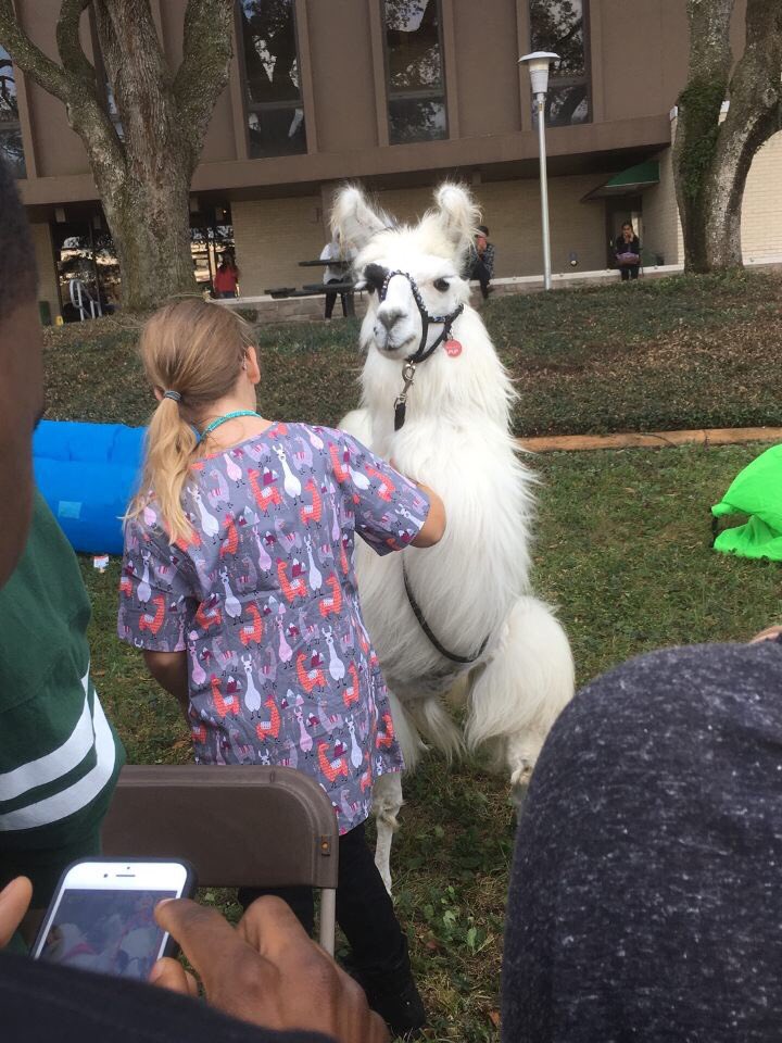 melcorb_'s tweet image. USF has llamas to pet outside of our library for finals, please try and top that