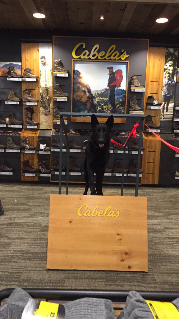 Barnbabe_19's tweet photo. @Cabelas Baja enjoying Christmas shopping at Cabelas 😎 https://t.co/d0LwVjSRjb
