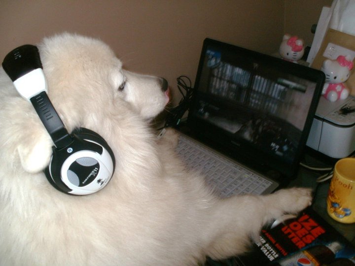 xMaccabix's tweet image. @MagicSista24 i for one and firmly with you on there needs to be more dogs playing cod ! mines more of a pc master race pup though