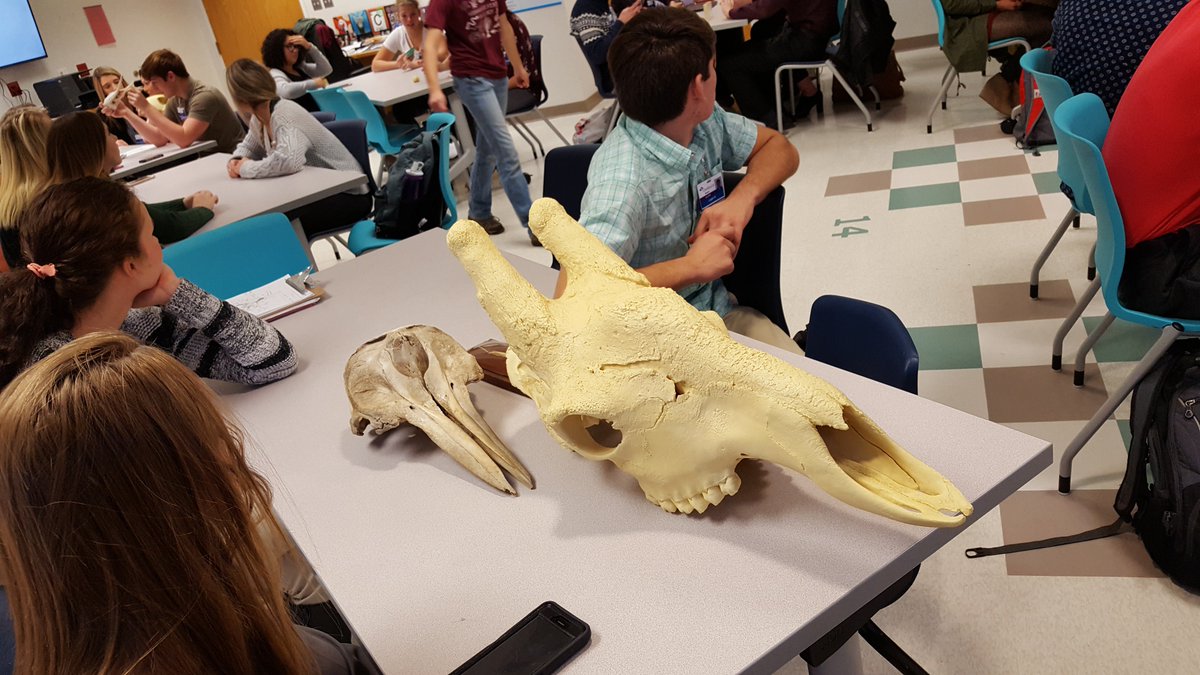 noscals's tweet photo. Thanks to Sarah Heimbach w/@MissouriState Bio for leading our Med/HC students w/ heart dissections &amp; for bringing cool skulls &amp; salamanders! https://t.co/rDBlABvU4s