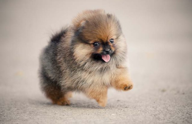DogsThinkShit's tweet photo. Yay, you're home! Let's play! https://t.co/XutWttLo7w