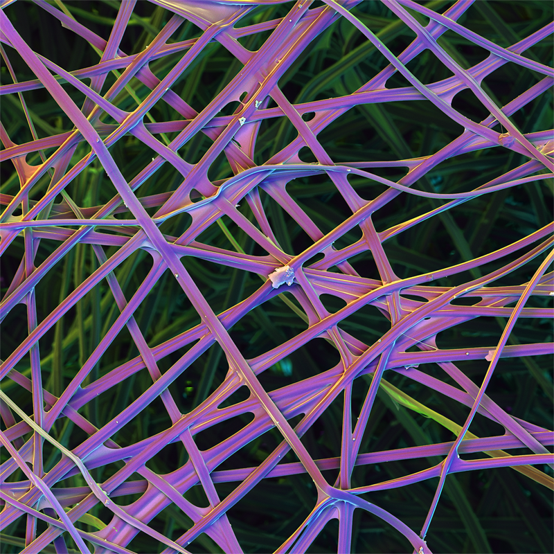 synapticstimuli's tweet photo. 2300X magnification polychromatic SEM micrograph of the silk support scaffold of a domesticated Bombex mori cocoon. @NeriOxman https://t.co/091NhF2v60