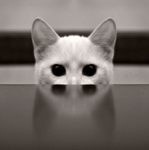 AnnaLoBergh's tweet photo. Design4Pet https://t.co/oNIBfLMyVf
#Design4Pet #cat https://t.co/OtEDEtnkbU
