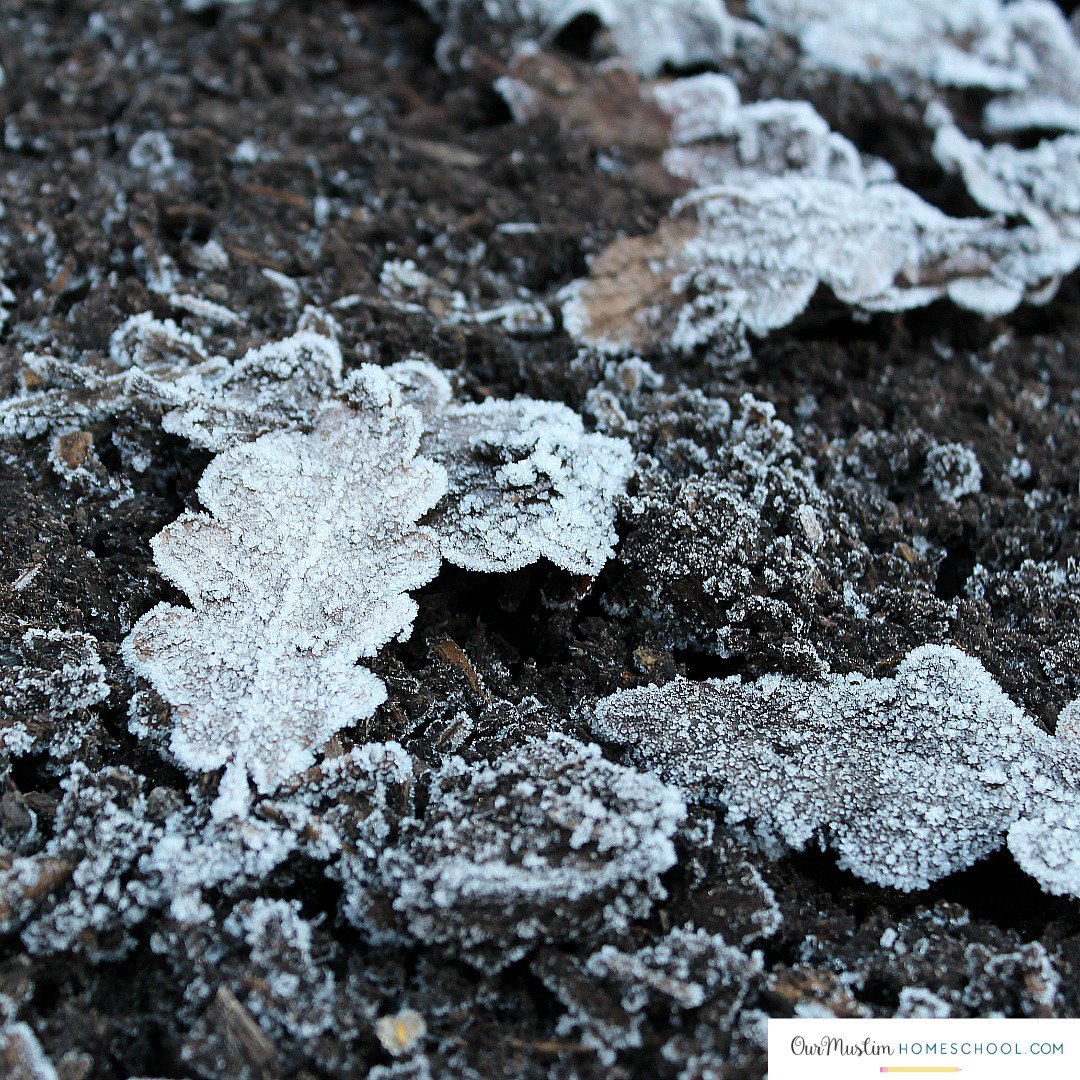 OurMHomeschool's tweet photo. "In every walk in nature, one receives far more than he seeks."
John Muir
#Creationisproof #FrozenLeaves #Oaktree #OurMuslimHomeschool https://t.co/5W6GHXFD58