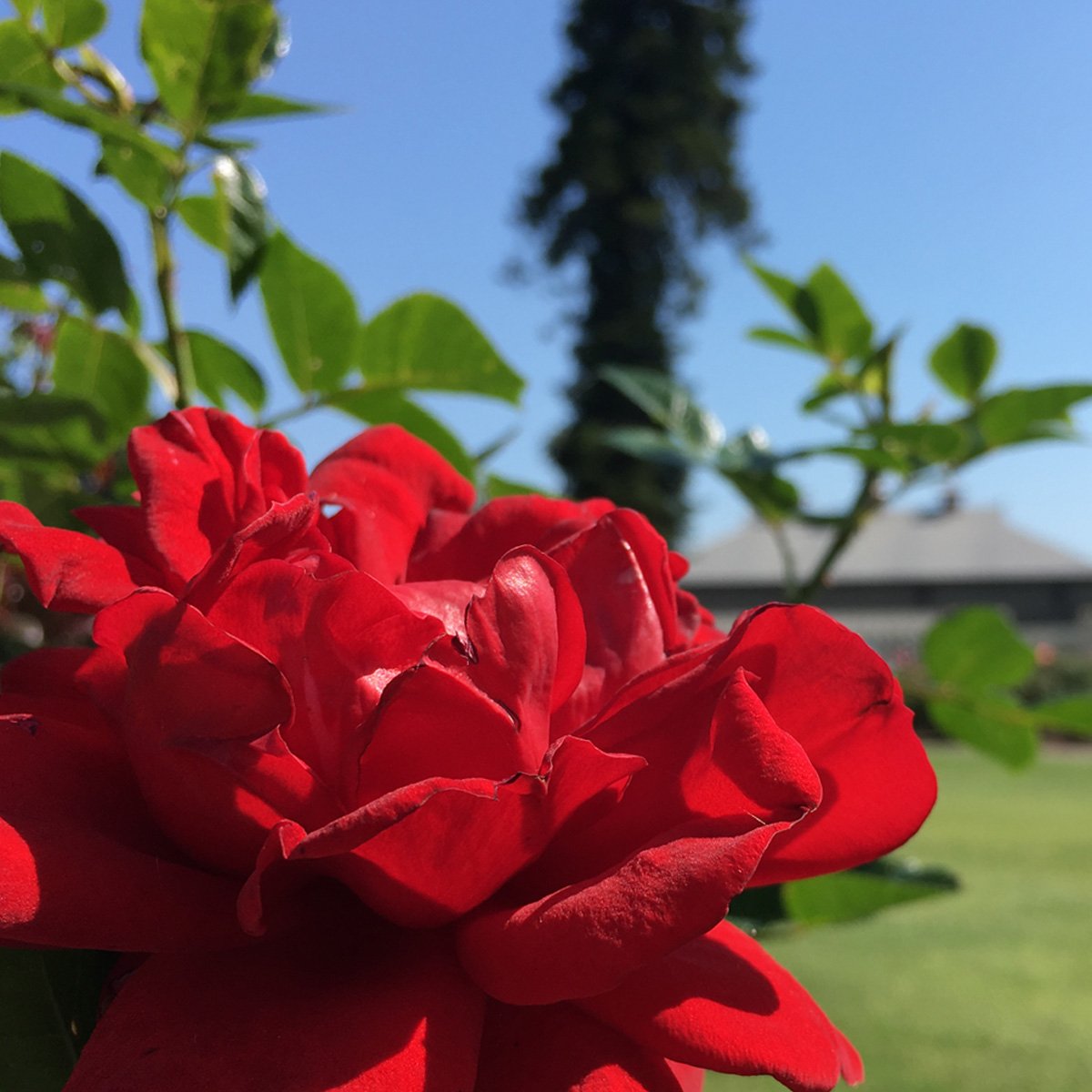 BotanicSydney's tweet photo. The Rose Garden is still looking divine as we head into summer. See and smell the delights today. #RBGSdyney https://t.co/OhAxzqY3NU