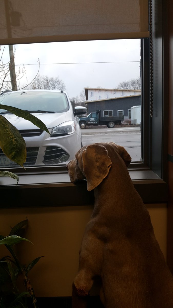 danschink1's tweet photo. New office member spend her day staring out the window #weimeraner https://t.co/jq4PF1QtJa