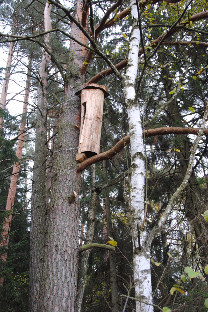 bartnictvo's tweet image. From this tree and this branch 2 years ago we take down the last log-hive in #Poland . Now new log was installed there. #treebeekeeping
