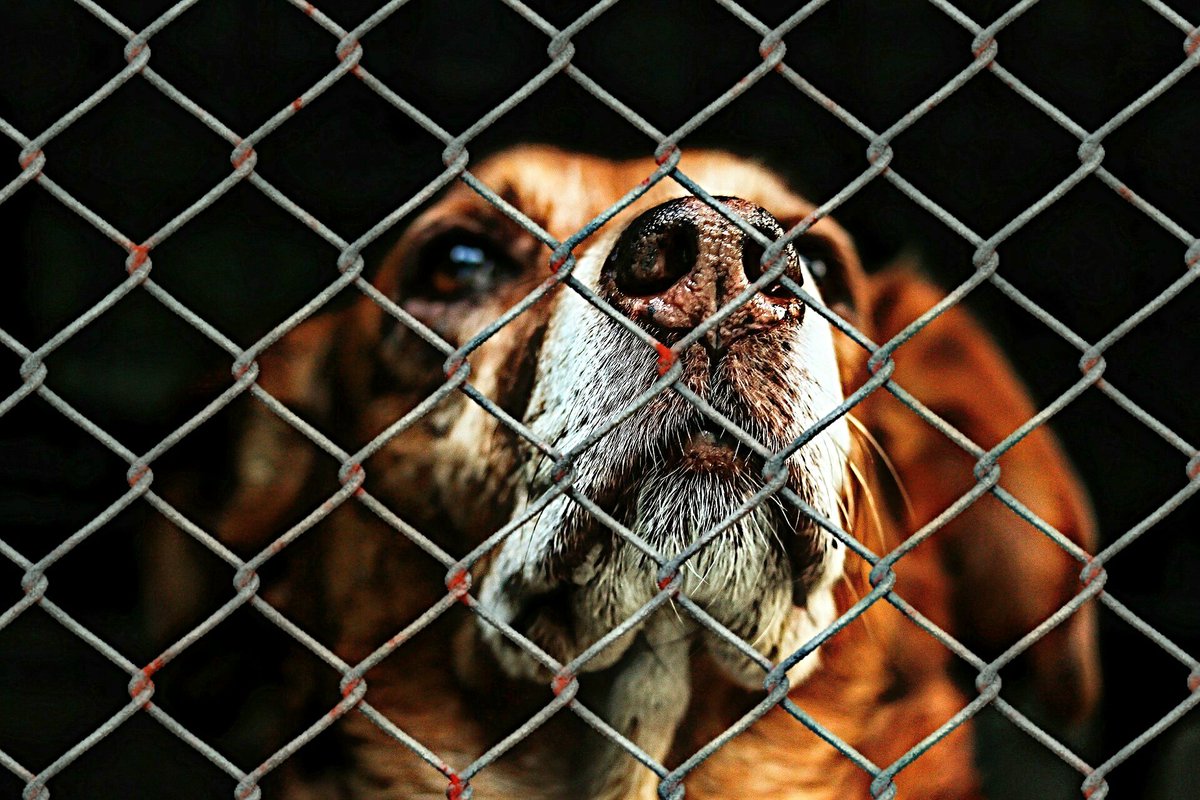 UKUSCAdoggie tweet picture