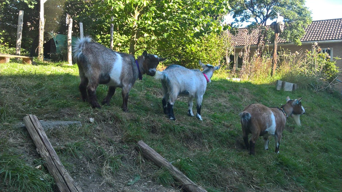varndeangoats's tweet photo. @pivotalpodcast @bigfootarts @pivotalollie @pivotalpaul True Fact. You won't find us on the national curriculum. #creativity #goatsinschools https://t.co/IsOU0ytPRT