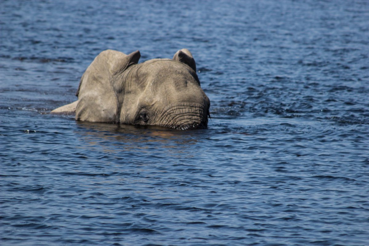 We were sailing on the Okavango Delta and spotted this elephant swimming from one island to another. Quite rare to see an elephant swimming.