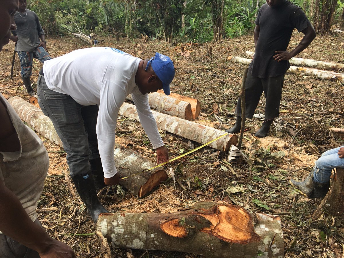 FAO_Colombia's tweet photo. 70% de familias participantes del proyecto replican medidas de reducción del riesgo de Desastres #DIPECHOIX Alto Baudó, Chocó. https://t.co/nxIljSZ1em