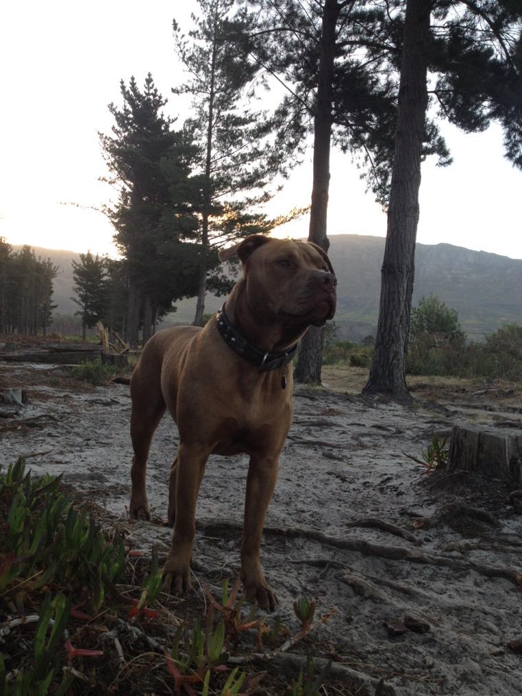 When you pose and manage to get that one photo just right #naturalmodel <a href="/VictoriasSecret/">Victoria's Secret</a> <a href="/pitbull/">Pitbull</a> <a href="/lovecapetown/">Love Cape Town</a>