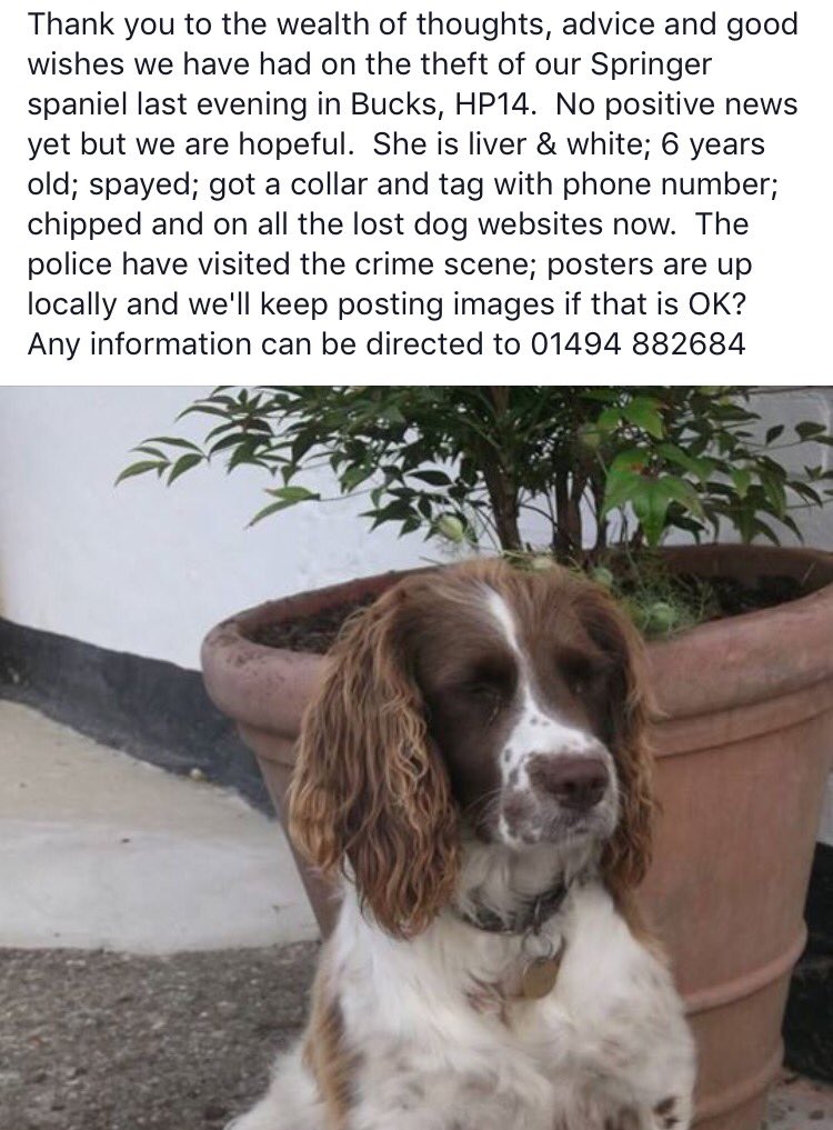 jackstooks's tweet photo. Please retweet and share all over England #StolenDog @DebsFFA https://t.co/OULVQO2aFs