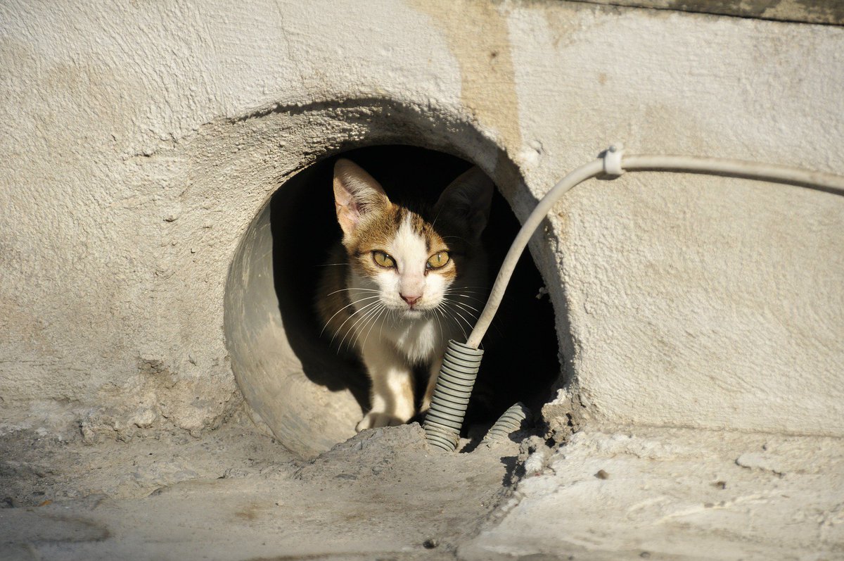 peta's tweet photo. #SadMath: There are too many homeless cats & not enough homes. Always #SpayAndNeuter your cats so every cat can have a loving home! https://t.co/ac2uA52SKx