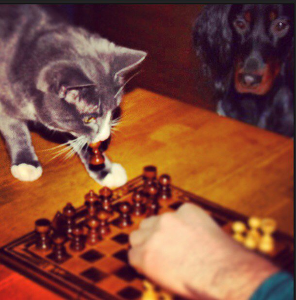 Sindre Brunvold tweet media