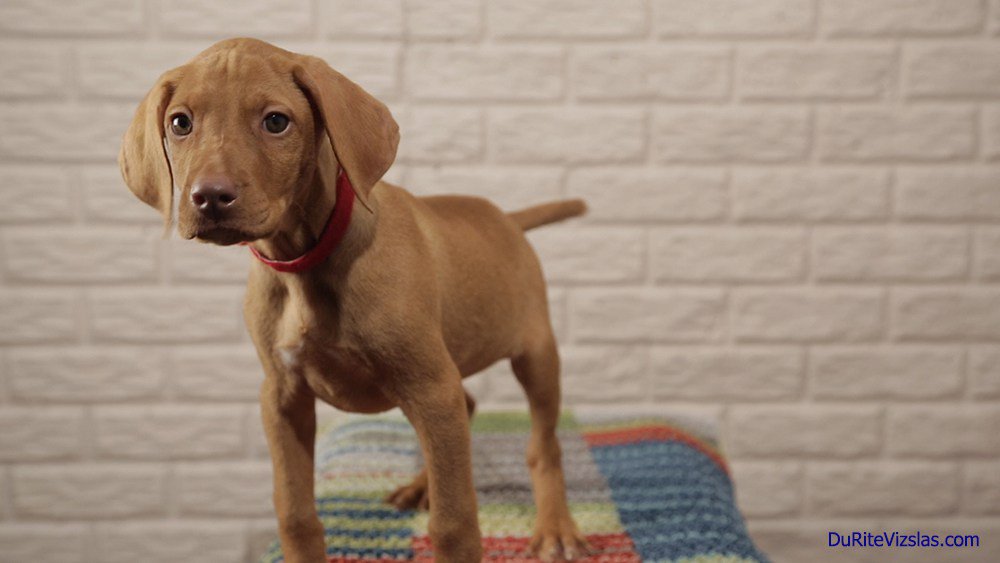 VizslaFun's tweet photo. Wordless Wednesday: DuRite Vizslas Puppy Pic, Again :-) https://t.co/fQlHlF3Luj https://t.co/Rj6KBCkBcC