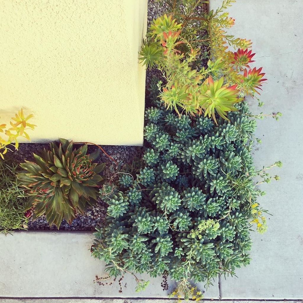 Corner love <a href="/break_urban/">Patty Hume</a> #losangeles #garden #succulents ift.tt/2gLkdX6