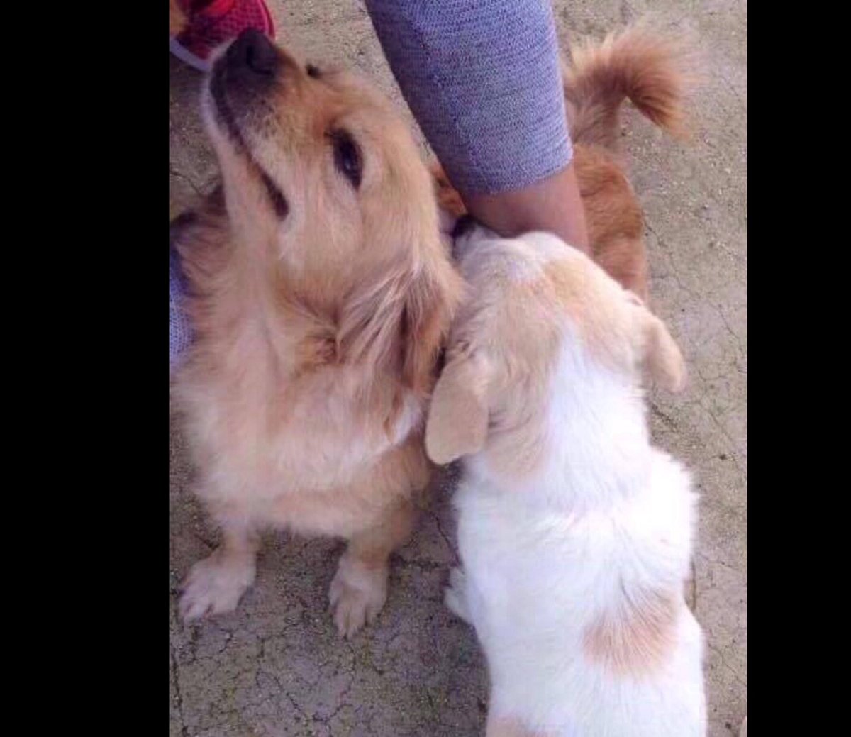ZanteStrays's tweet photo. Sweet Dixie was found protecting the dog she's bonded with from big dogs-a loving and loyal girl! She's ready to be loyal to a human family💕 https://t.co/vsYf5uXgP1