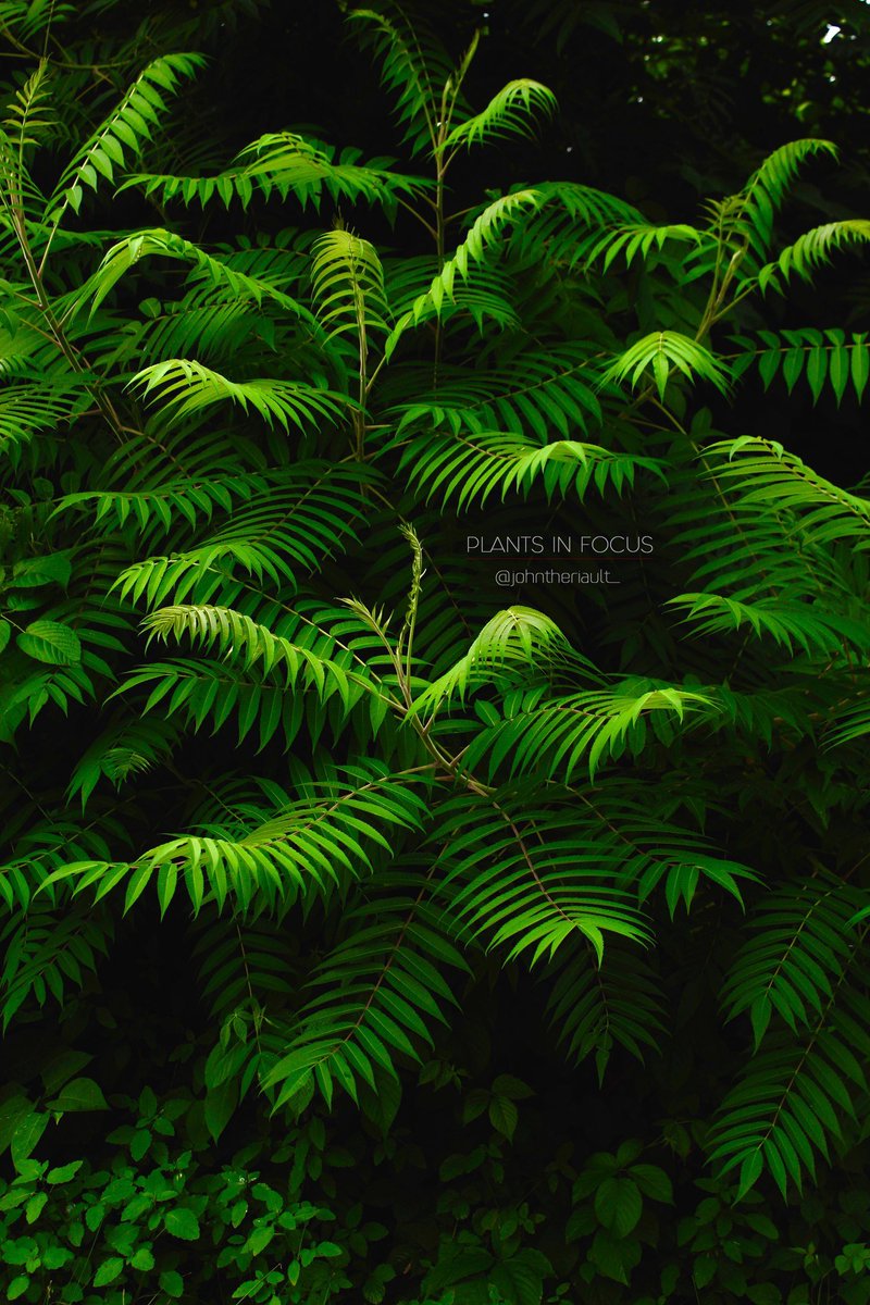 #plantsinfocus