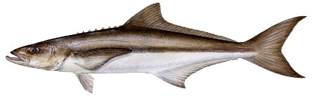 Cobia Survey Summary : mrc.virginia.gov/notices/2016/2…