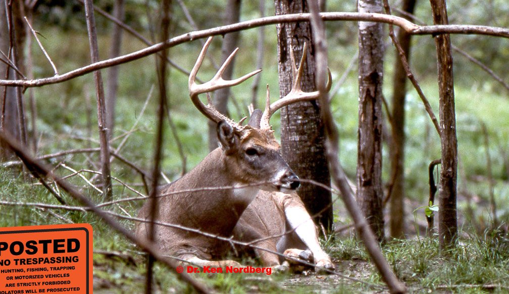 DrNordberg's tweet photo. BlogPost—#Whitetails Recognize Preludes to #Hunting
#DeerHunting
#DeerSeason
#SmartBucks
https://t.co/8BpIsepfDw https://t.co/A58mOajysG