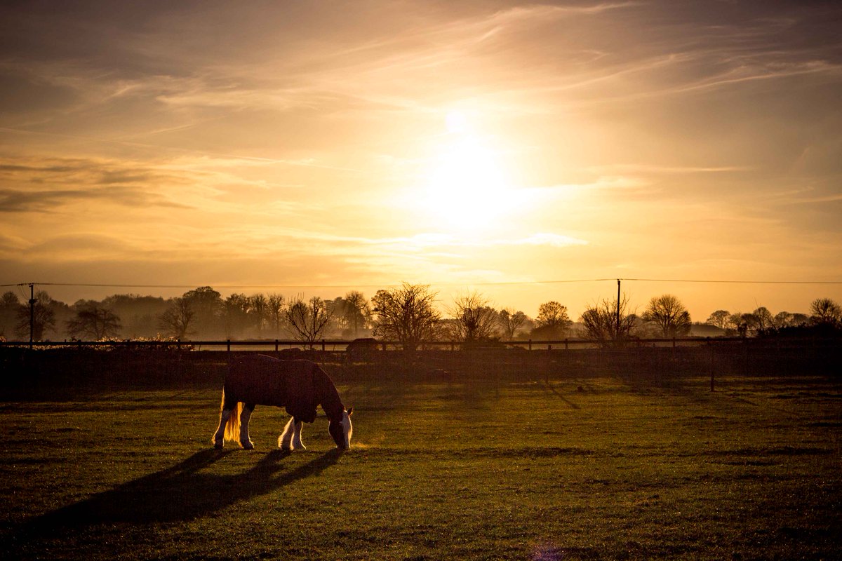 Love the winter sun #Horses #Wintersun #wiltshire
