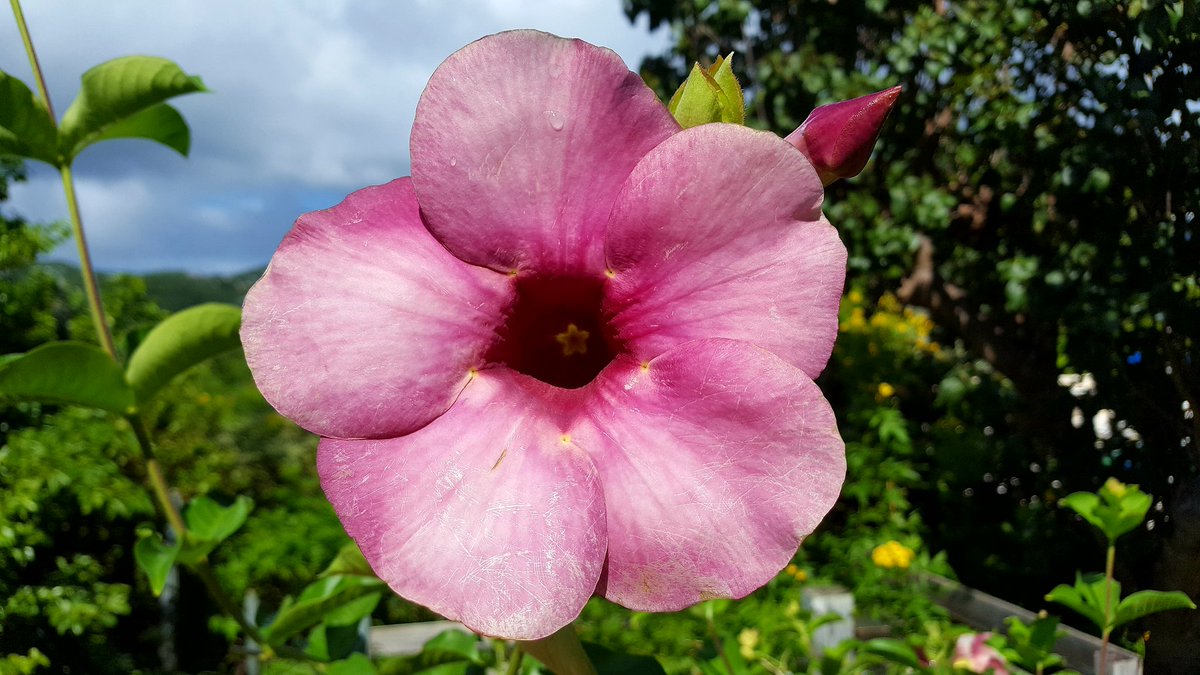 Finally a break in the rain allowed me to catch the blooming flowers at Le Lapin villa #caribbean #usvi #stjohn #flora #IslandLife #beauty
