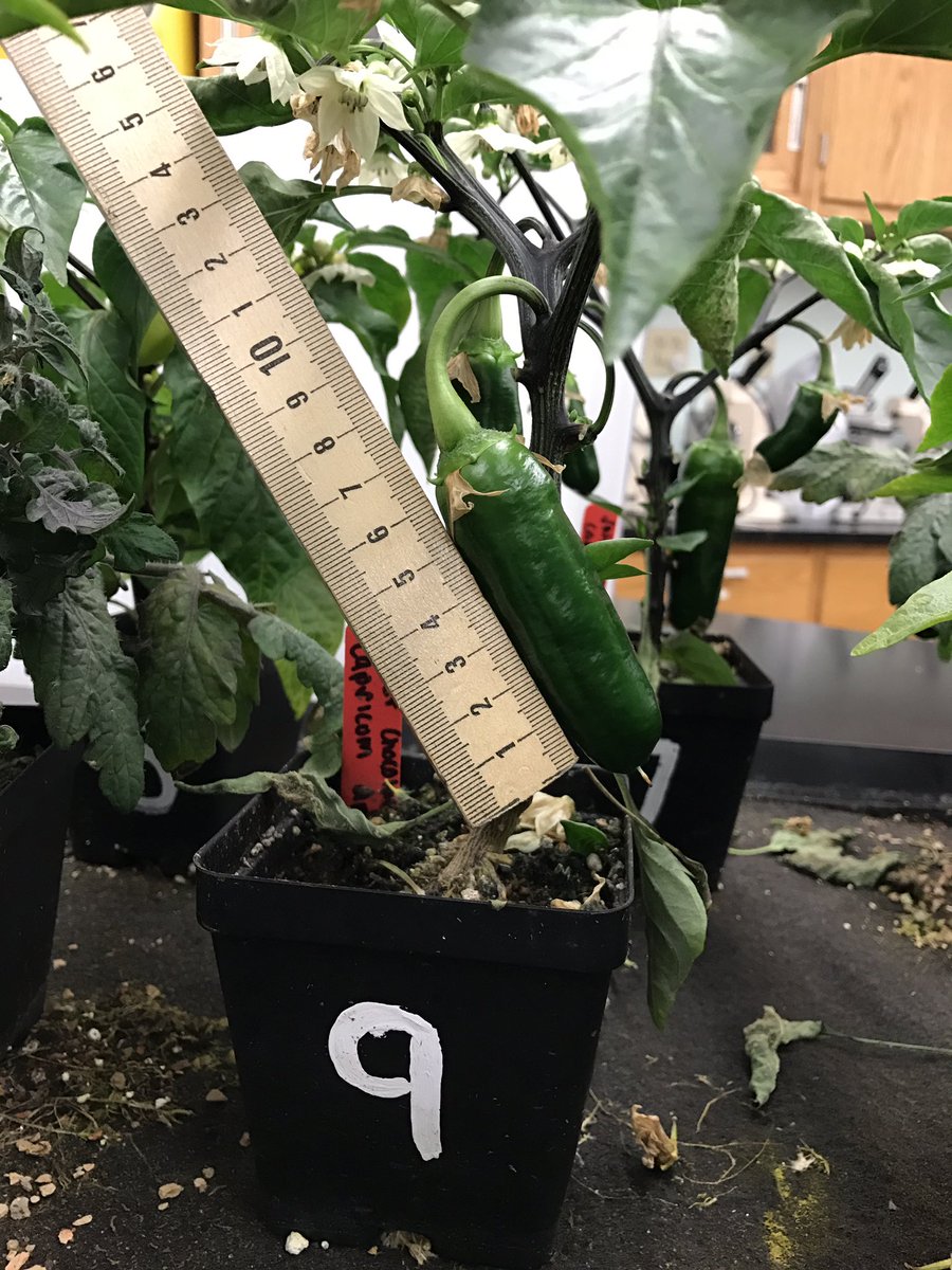 killianfc's tweet photo. @killianfc @FairchdChallnge Tomatoes ripen. Chablis,chocolate peppers growing.Getting close to harvesting. Plants crowded.Salad day soon. https://t.co/ey47YC92Mm