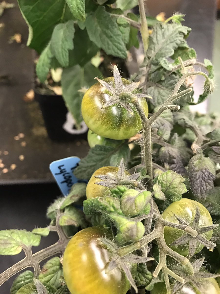 killianfc's tweet photo. @killianfc @FairchdChallnge Tomatoes ripen. Chablis,chocolate peppers growing.Getting close to harvesting. Plants crowded.Salad day soon. https://t.co/ey47YC92Mm
