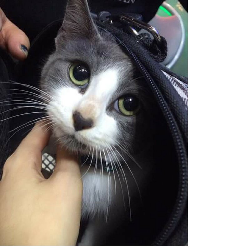 GATITOSCHILENOS's tweet photo. x favor VOTA por valentin, es un valiente gatito postrado y nuestra bandera de lucha, DA TU VOTO AKI https://t.co/xzEC7KiJD9 @carolinapinoc https://t.co/1E2dl1VNSk