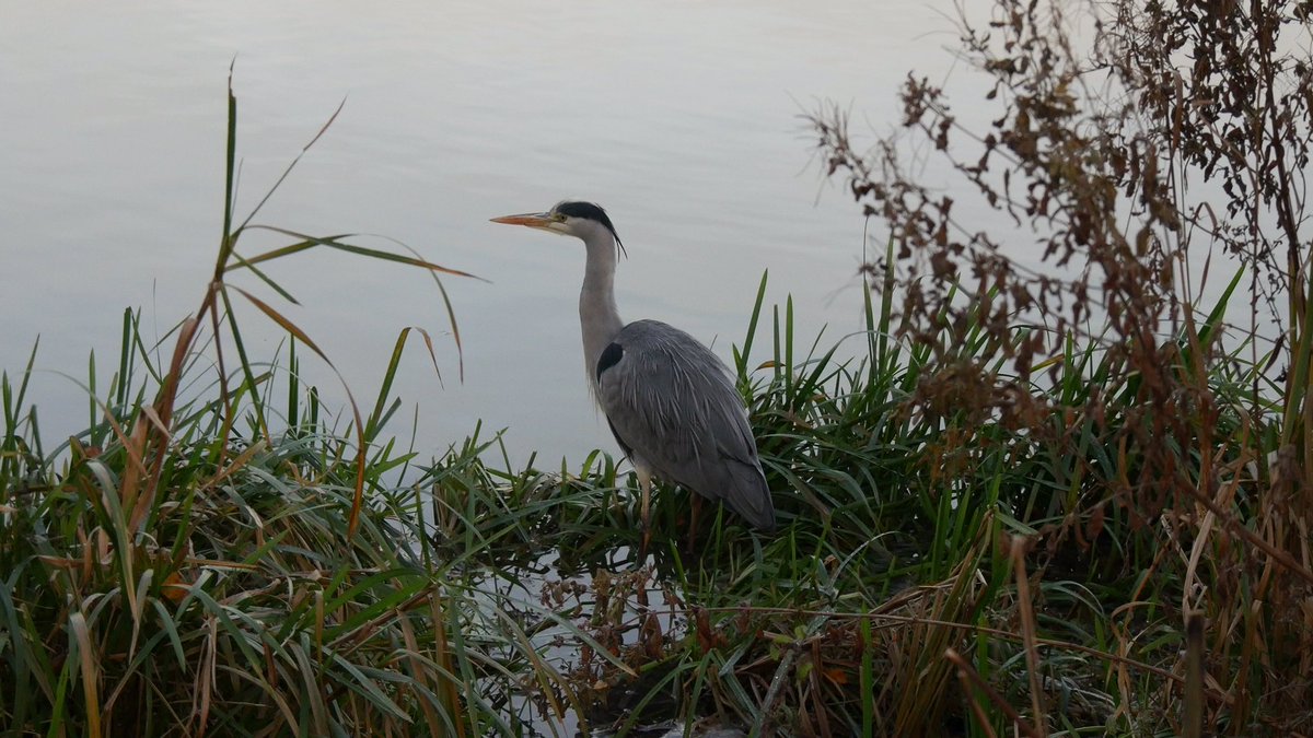 jack_fphotos's tweet photo. Bird watching @neneparktrust earlier...@VisitPeterboro @LumixUK @peterboroughtel #heron #wildlife https://t.co/PnmOji2N7c