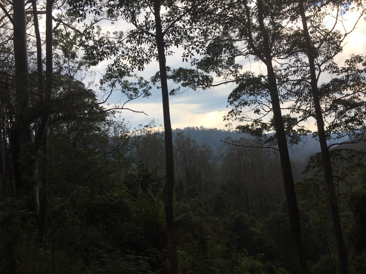 ecofascination's tweet photo. Bell miner colony on #coramba rd #bellminercolonyproject https://t.co/6mWYdYf66j