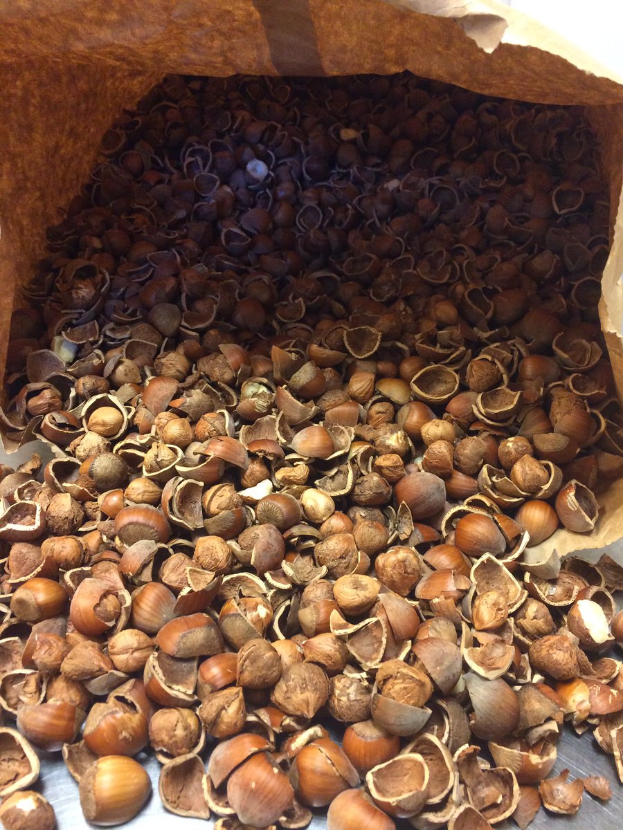 BonAppetitAbbey's tweet photo. NOW IN: A new batch of #local #walnuts & #filberts @ #tree2table so ditch sugary snacks and eat #quality #cleaneats #heartfood #healthyfat https://t.co/3b9z5Ty0s1