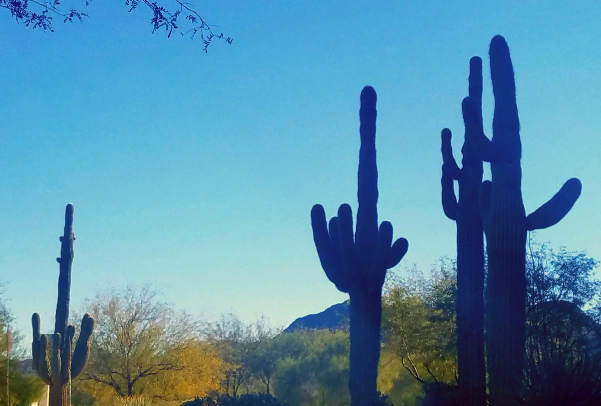 carlacurtsinger's tweet photo. Love these views! Spending the week in #Scottsdale at the @WeKoPaResort at the #HRUS Summit. #HR #scenic https://t.co/JKRvFEUgv6