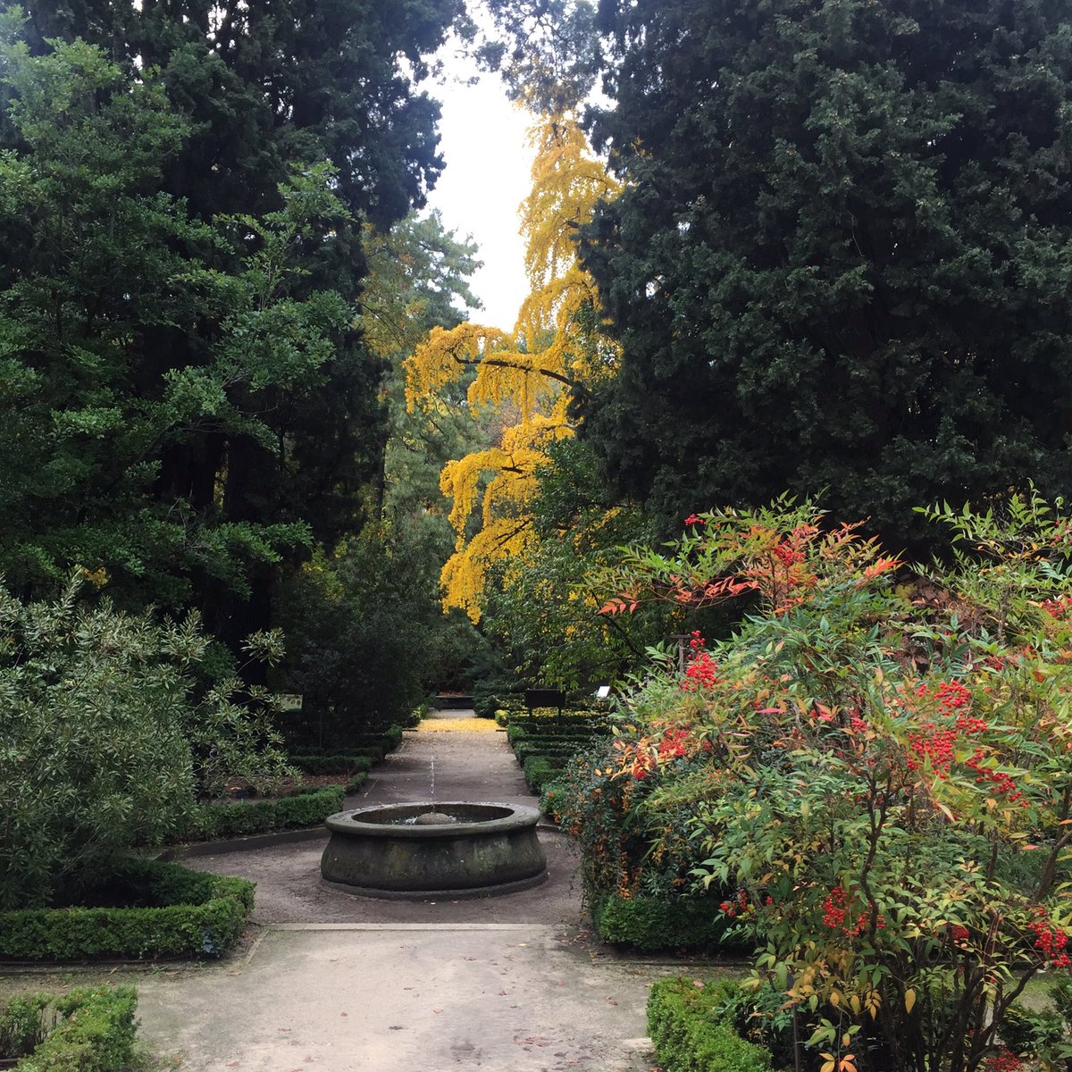MoraimeT's tweet photo. Esplendor de otoño en el Botánico de Madrid.
#jardinbotanico #jardin #garden #autumn #otoño #fall #colours #colores https://t.co/Wo4bpusOJl