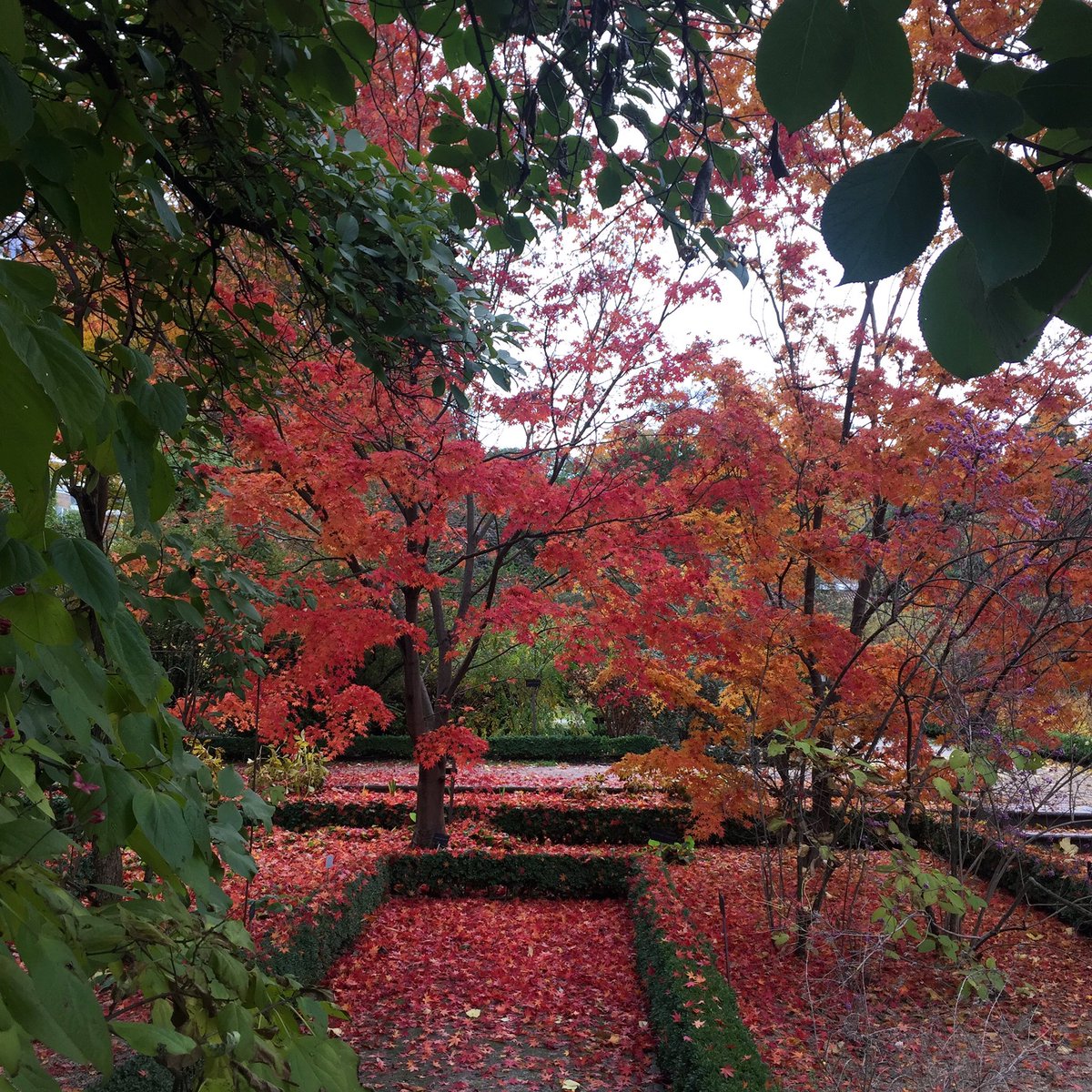 MoraimeT's tweet photo. Esplendor de otoño en el Botánico de Madrid.
#jardinbotanico #jardin #garden #autumn #otoño #fall #colours #colores https://t.co/Wo4bpusOJl