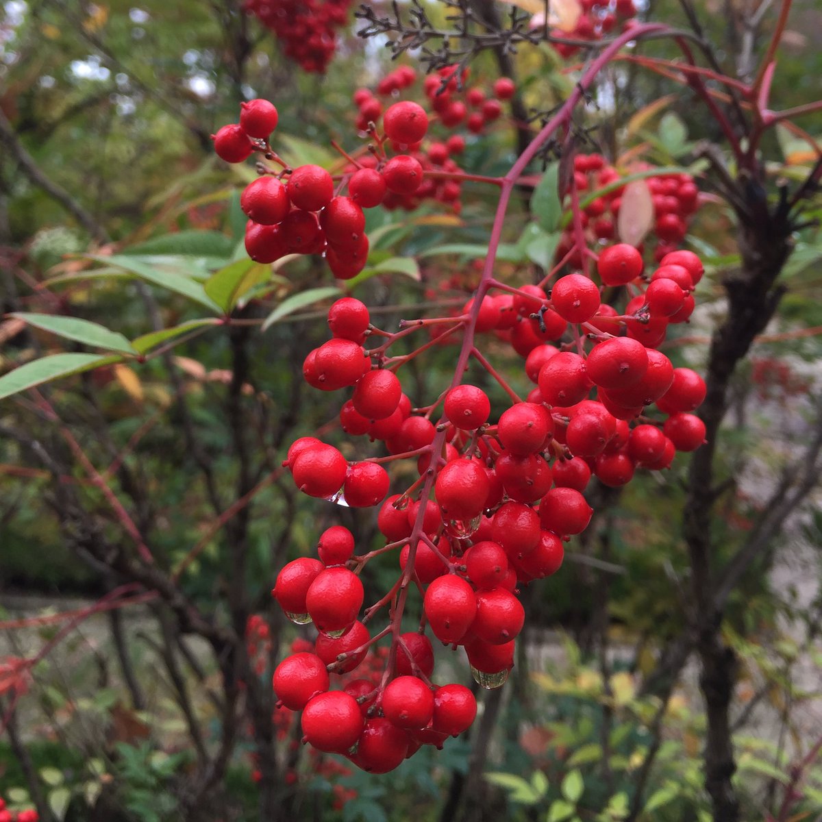 MoraimeT's tweet photo. Esplendor de otoño en el Botánico de Madrid.
#jardinbotanico #jardin #garden #autumn #otoño #fall #colours #colores https://t.co/Wo4bpusOJl