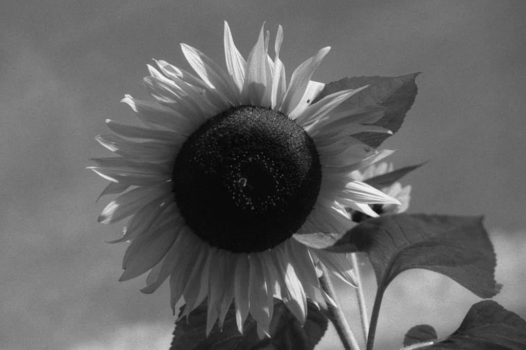 Sunflower #analog #35mm #film #blackandwhite #flower #nature #sunflower #fomapanfilm #foma… instagram.com/p/BNczLQMBAbo/