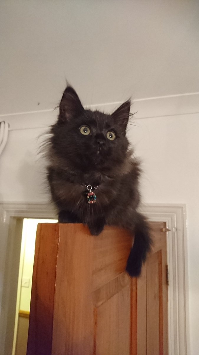 nmiartwork's tweet photo. This kitten is on top of a door, let's get #jordanplatinum to the top of the charts! https://t.co/WpsTDZULva