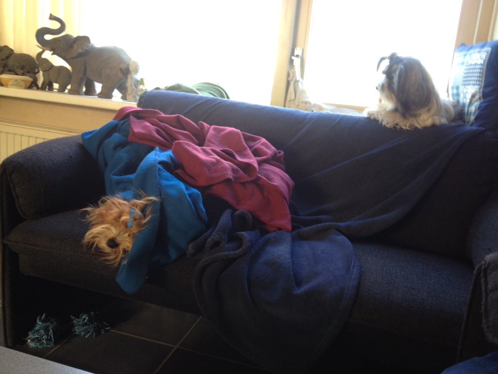 Scamp_on_Twitta's tweet photo. MacSissy haz a name for this: Red performing typical Havanese '#RunFromHell' yhe French way: 'sur place'. https://t.co/Bh9FBXXwug