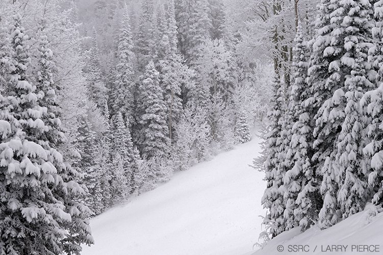 skisteamboat's tweet photo. Four days of snow has mid-mountain looking pretty good. 

#cowx https://t.co/jVJeW1k9Bq