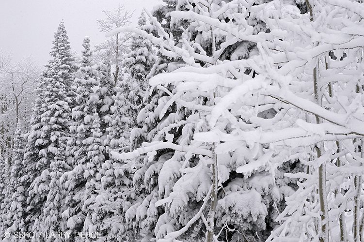 skisteamboat's tweet photo. Four days of snow has mid-mountain looking pretty good. 

#cowx https://t.co/jVJeW1k9Bq