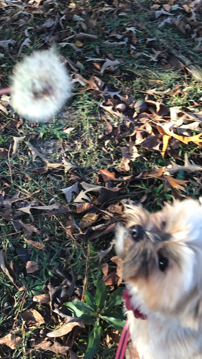 kaylielynnsmith's tweet photo. demi ate my dandelion ☹️️ https://t.co/30aF7iOcdg